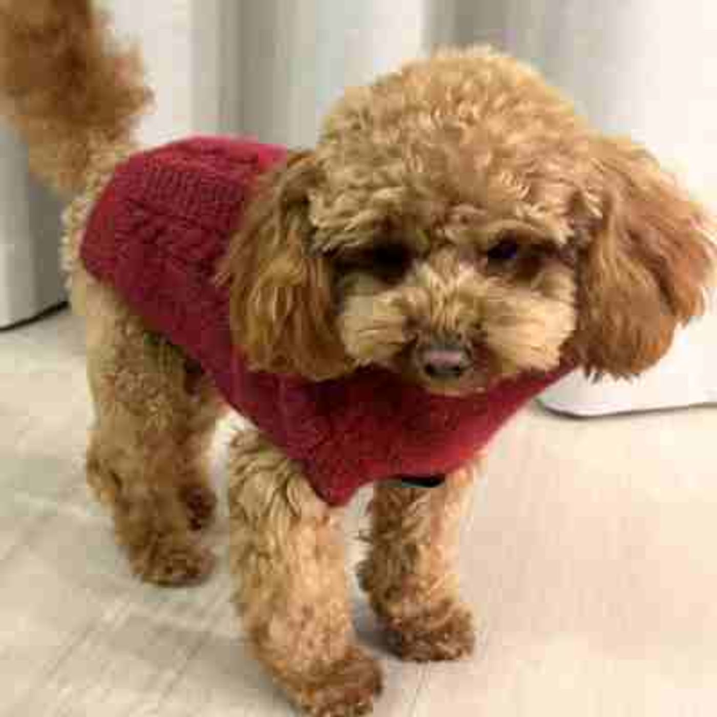 🐕Morild Bestevenn Genser XS/25cm med refleks, cherry