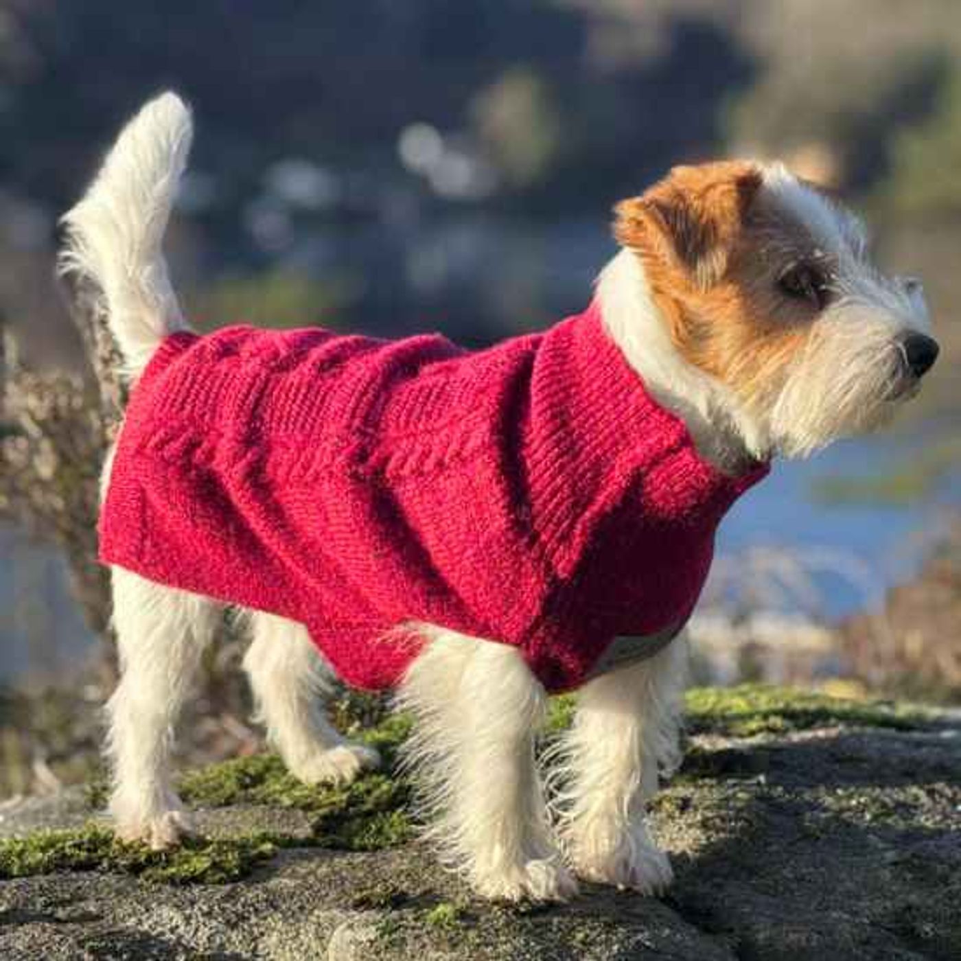 🐕Morild Bestevenn Genser S/30 cm med refleks, cherry