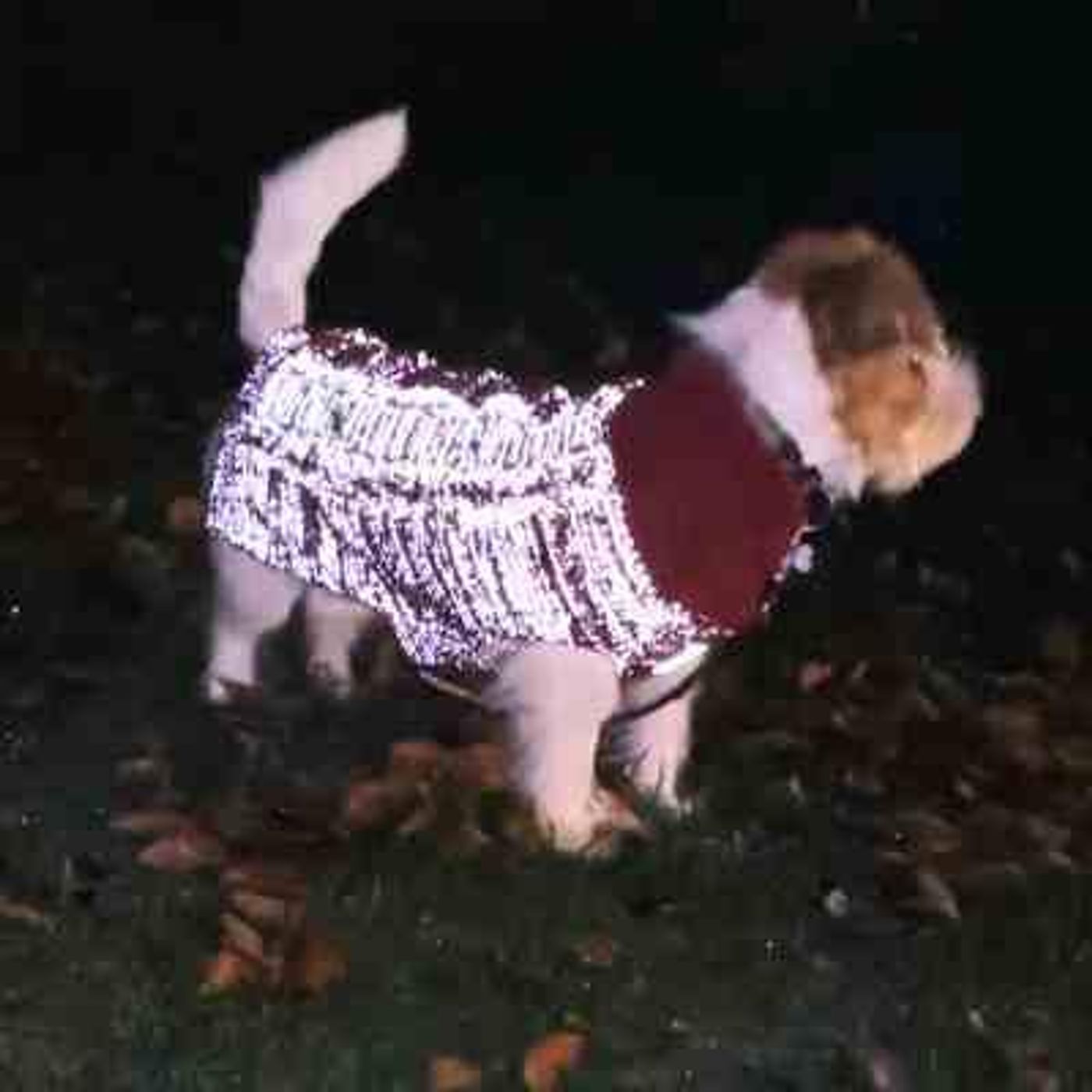 🐕Morild Bestevenn Genser S/30 cm med refleks, cherry