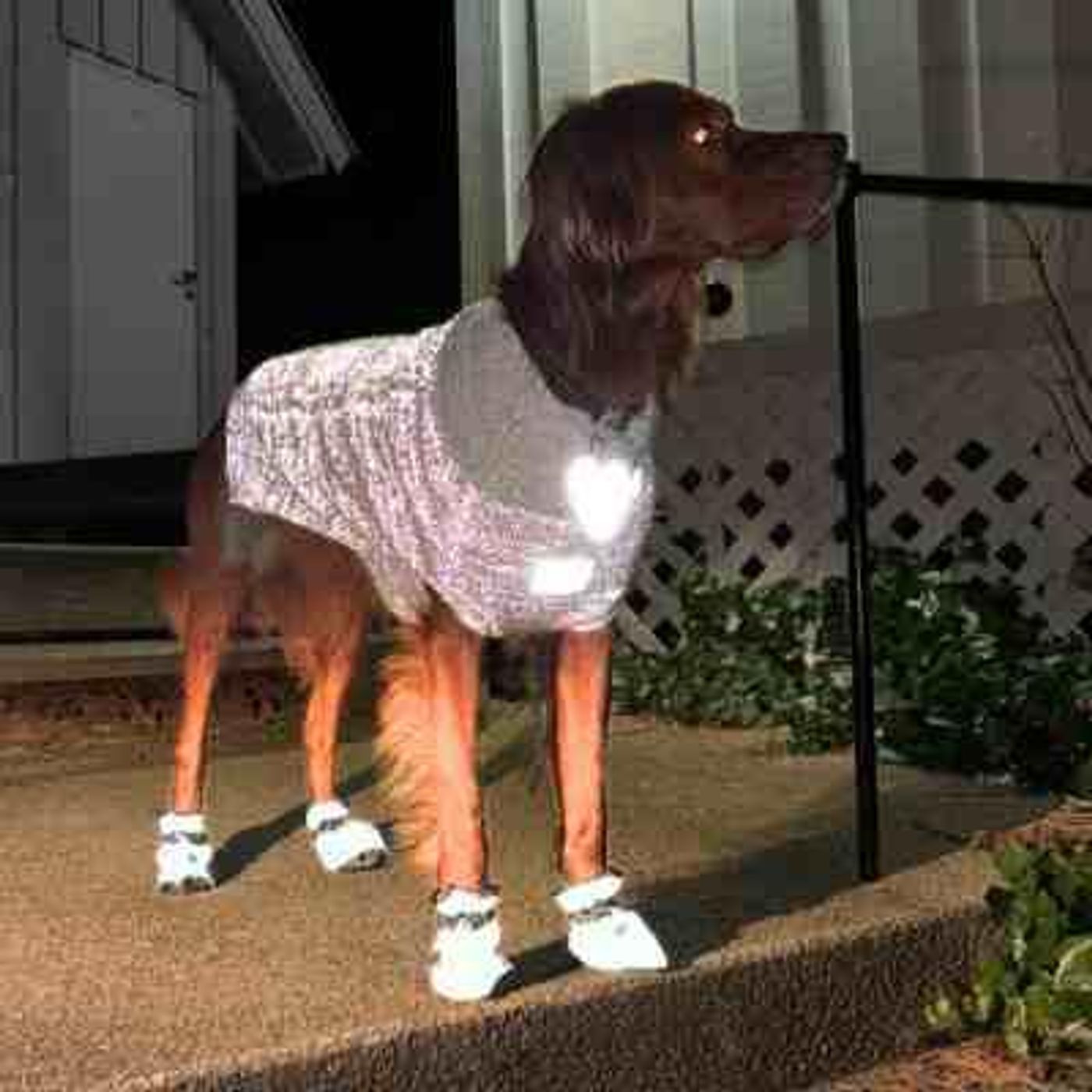 🐕Morild Bestevenn Genser L/50 cm med refleks, grå